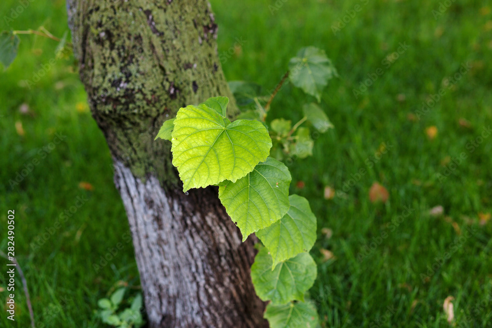 Obraz premium Beautiful colorful linden leaves.Blurred background