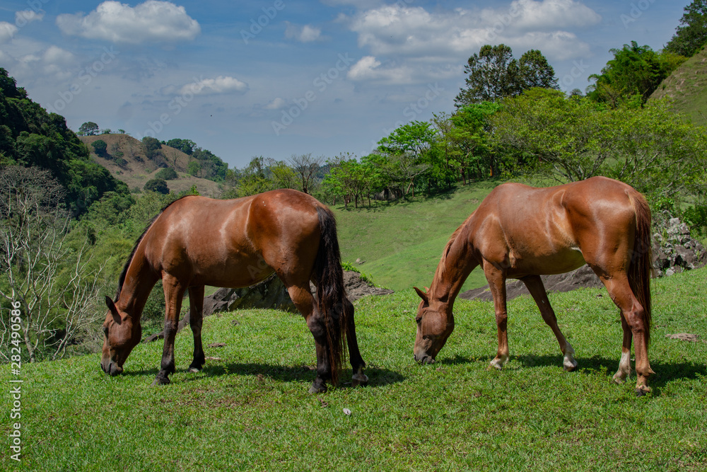 Caballos pastando