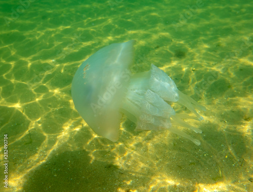 Large marine jellyfish, in a natural habitat