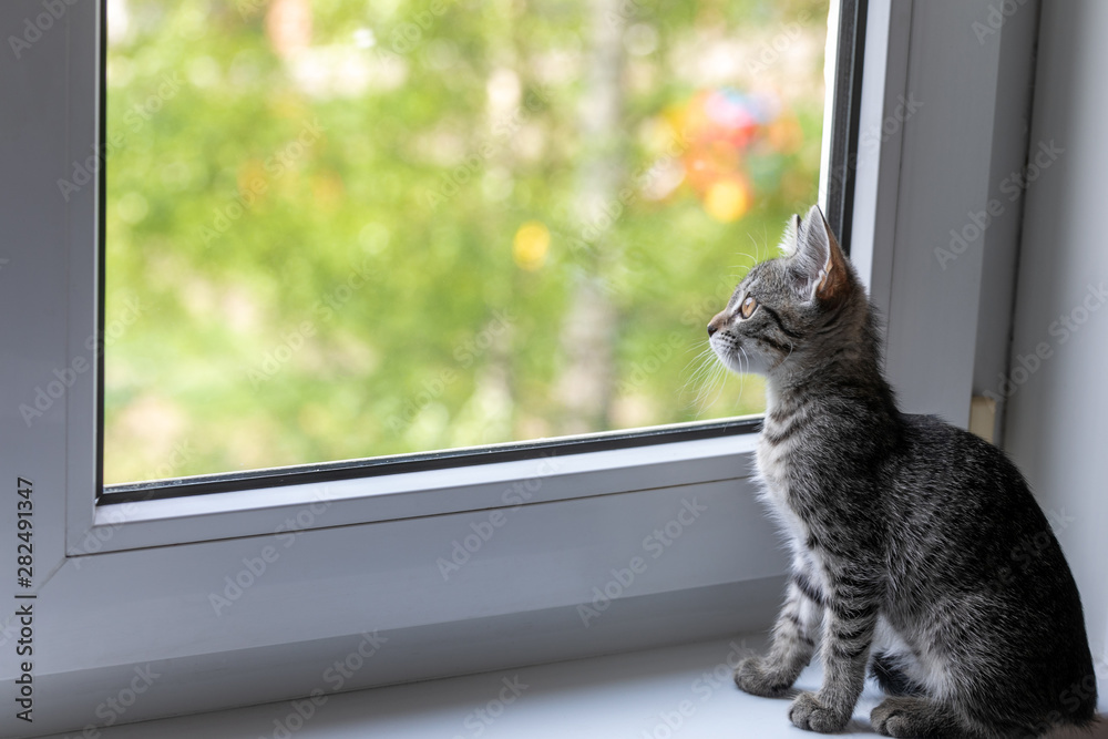 A young cat sits on a window sill by the window and looks out into the street