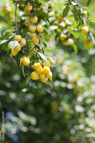 A branch of a cherry plum tree is strewn with yellow ripe fruits of cherry plum, close-up