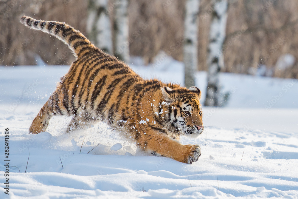 Obraz premium Siberian Tiger running in snow. Beautiful, dynamic and powerful photo of this majestic animal. Set in environment typical for this amazing animal. Birches and meadows