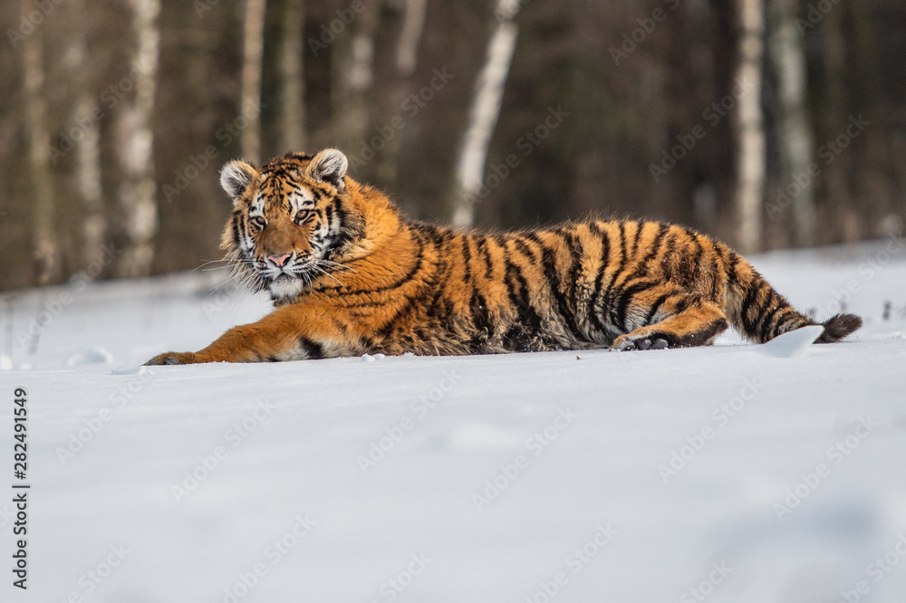 Obraz premium Siberian Tiger running in snow. Beautiful, dynamic and powerful photo of this majestic animal. Set in environment typical for this amazing animal. Birches and meadows