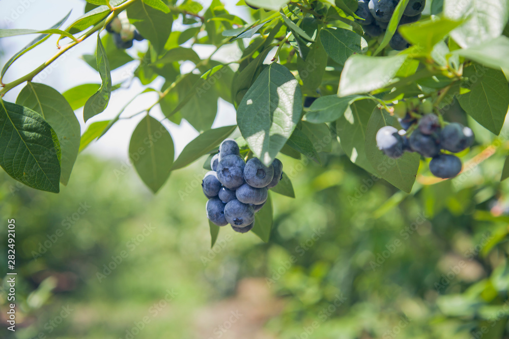 Blueberries - Vaccinium corymbosum, high huckleberry, blush with an abundance of crop. Blue ripe berries on the healthy green plant. Food plantation - blueberry field, orchard. Blueberries - Vaccinium corymbosum, high huckleberry, blush with an abundance of crop. Blue ripe berries on the healthy green plant. Food plantation - blueberry field, orchard.