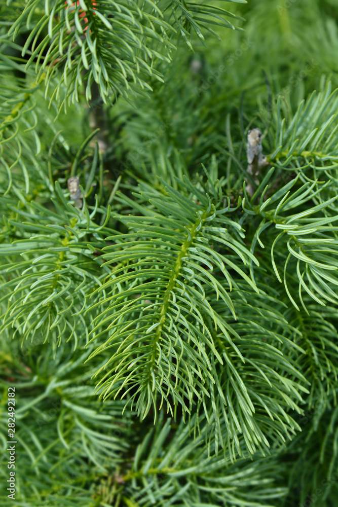 Colorado white fir Colorado white fir