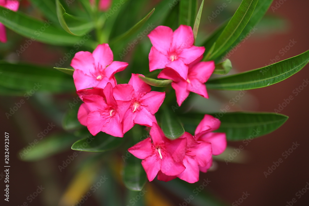 flower flower
