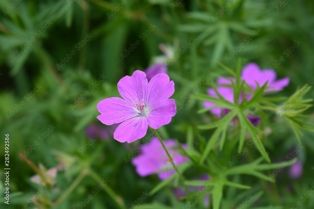 Bloody cranesbill pink flower Bloody cranesbill pink flower