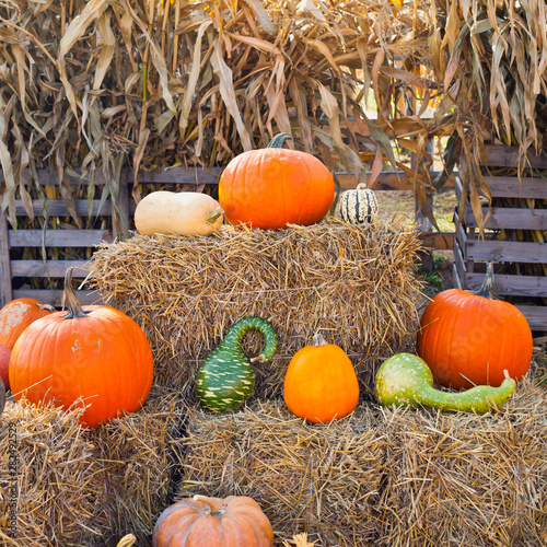 Many different pumpkins and squashes for sale on the food farmers market  -  farvest time in permaculture farm. photo