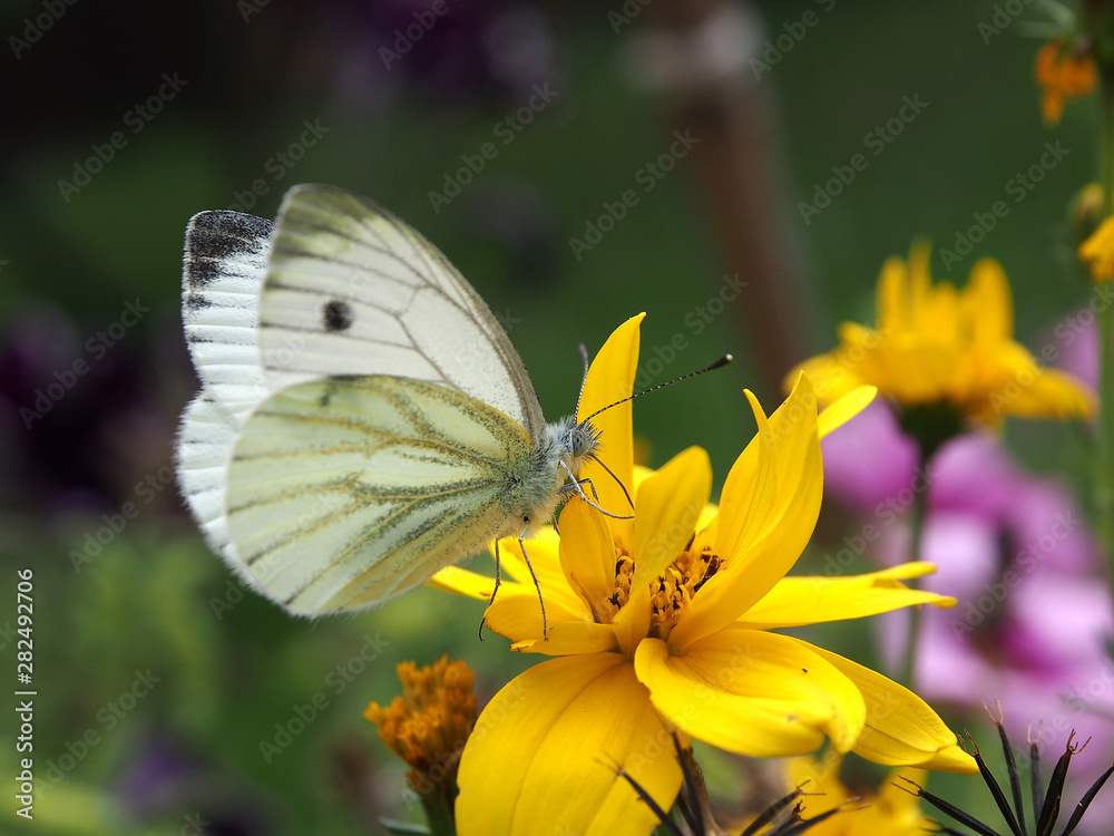 falter auf blüte falter auf blüte