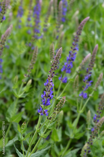 Meadow sage blue flowers