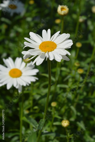 Shasta daisy Gigant in the grass