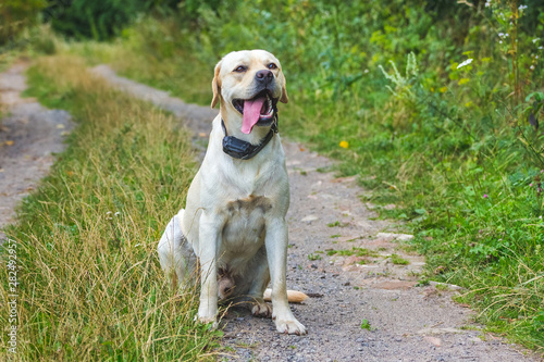 A young Labrador breed dog sits on a forest path_