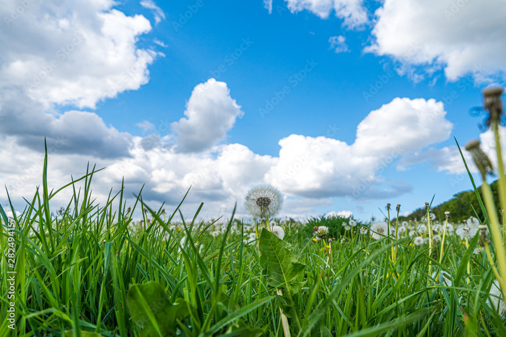 Obraz premium Saftige Blumenwiese