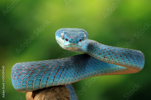 Blue Viper snake on branch