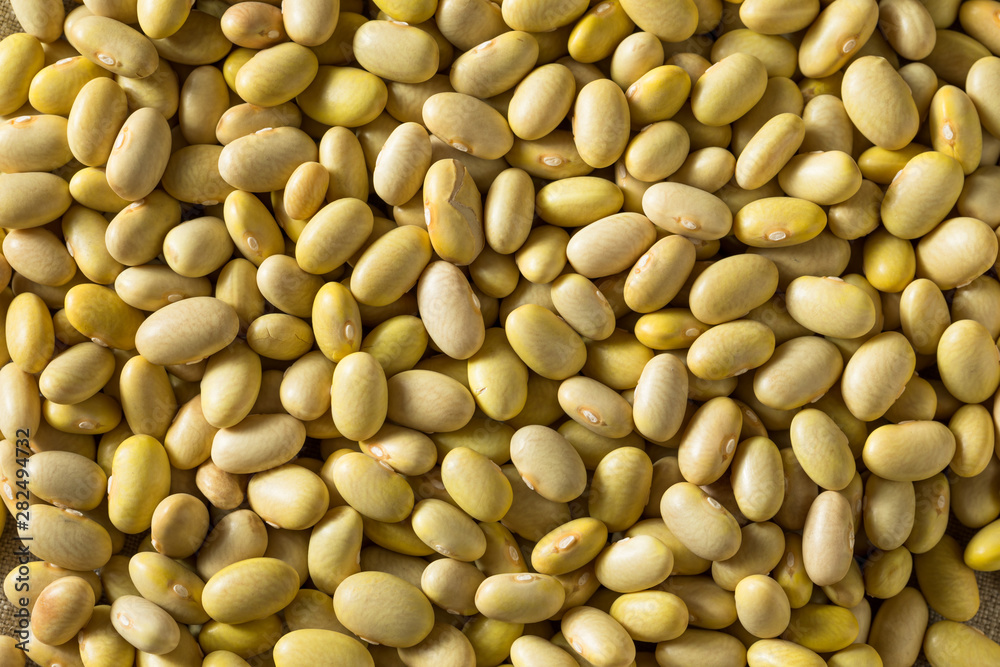 Dry Organic Yellow Mayocoba Beans Dry Organic Yellow Mayocoba Beans