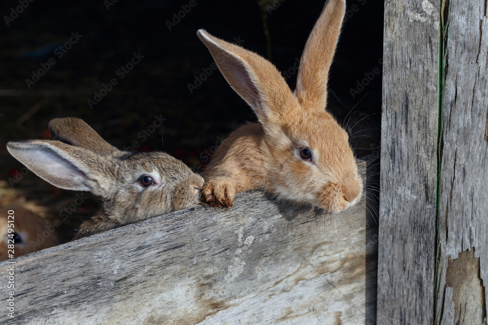 frontal view of a several little rabbits in a wooden cage frontal view of a several little rabbits in a wooden cage