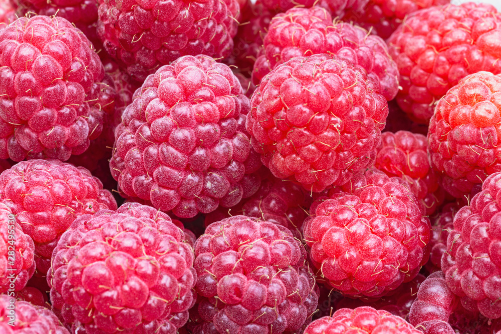 large berries of ripe red raspberries as a natural background large berries of ripe red raspberries as a natural background