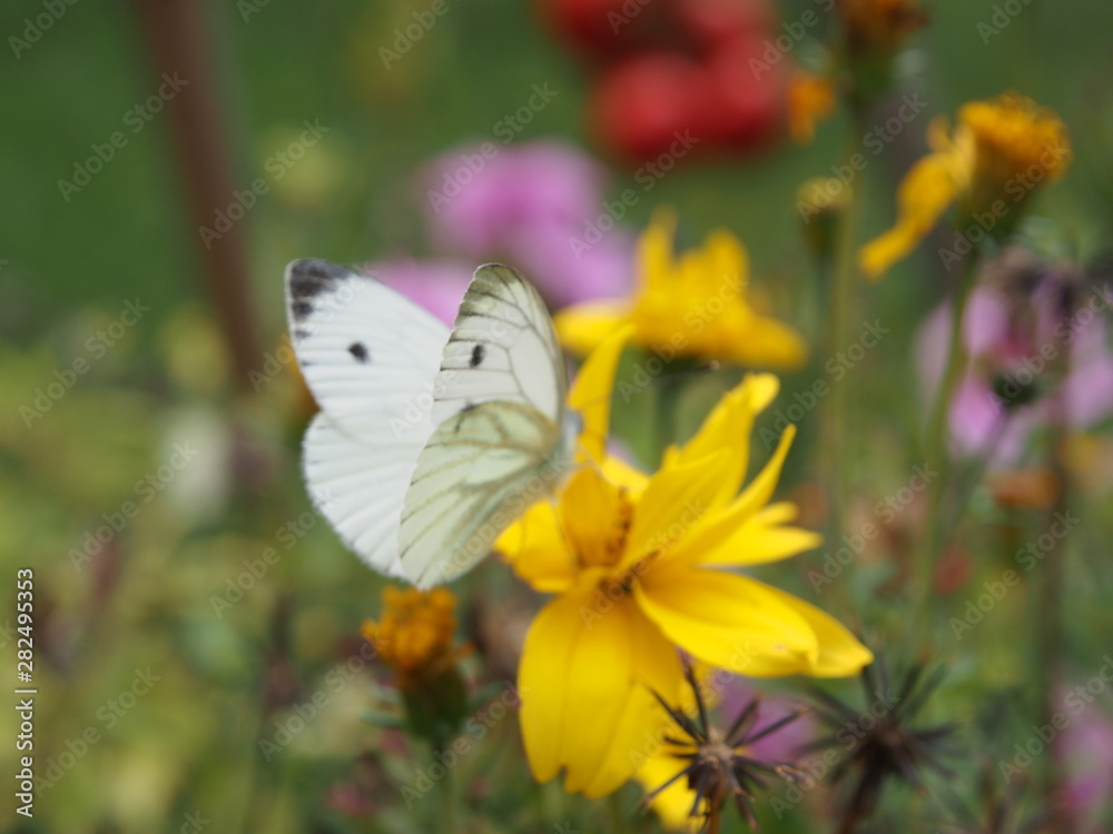 Fototapeta premium falter auf blüte