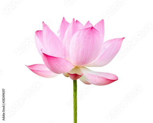 Fresh pink Lotus flower isolated on white background.File contains with clipping path so easy to work.