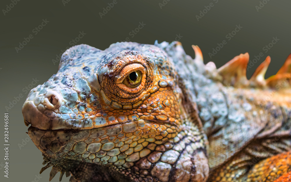 Fototapeta premium red iguana reptile portrait close up