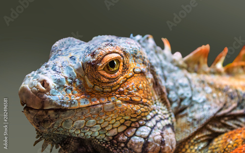 red iguana reptile portrait close up