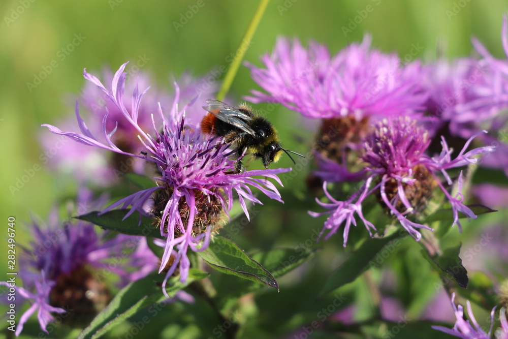 Bee pollinating flowers. Macro filming. Photo Bee pollinating flowers. Macro filming. Photo