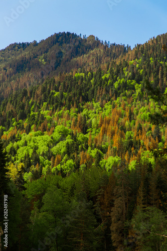 Green and yellow forest on the slope of mountain on background of blue sky. Beautiful landscape of wild nature photo