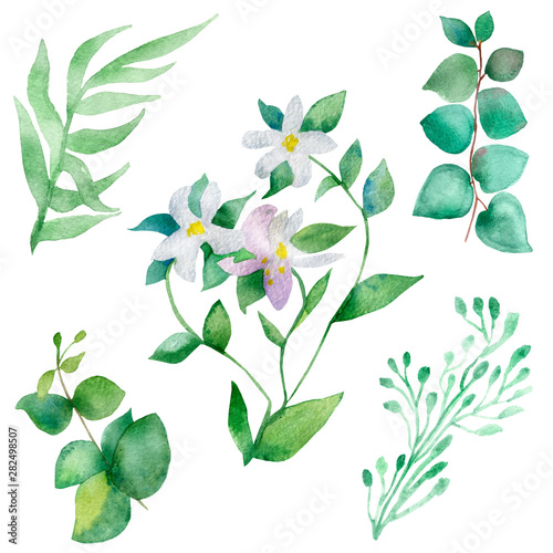 Watercolor hand painted nature collection with green eucalyptus plants leaves and branches with white bergamot flowers set © Natalia