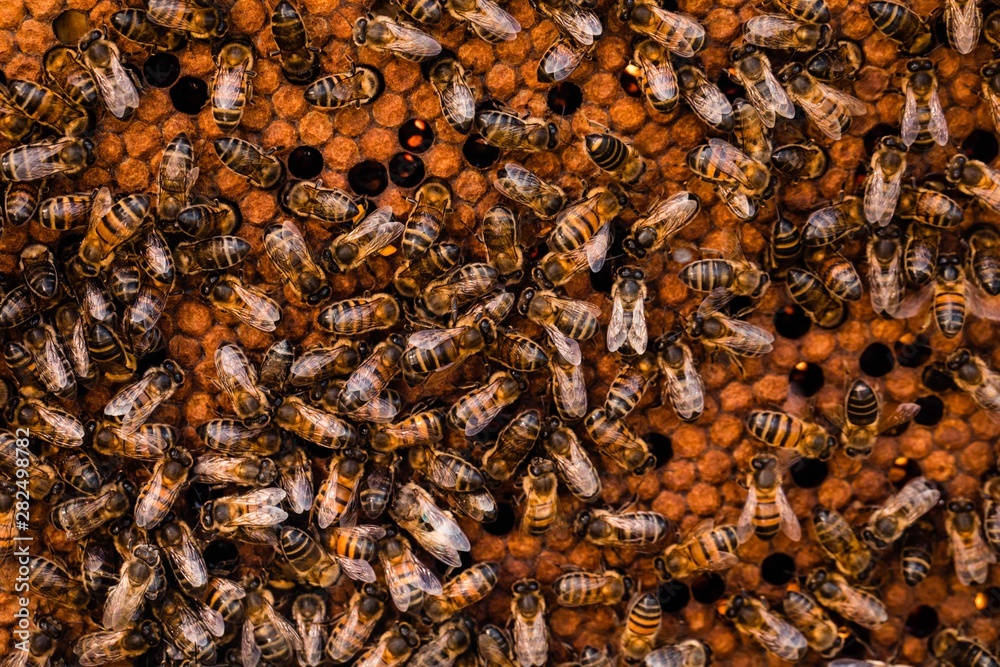 bees