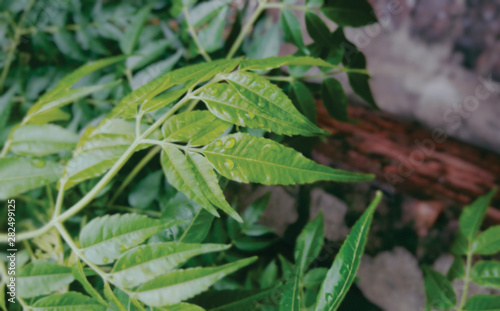 Wallpaper Mural grass with water drops Torontodigital.ca