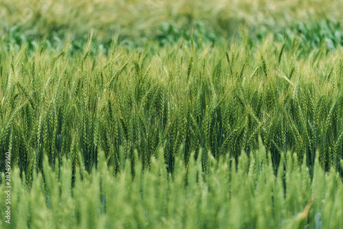 Variety of cereal crops growing in field