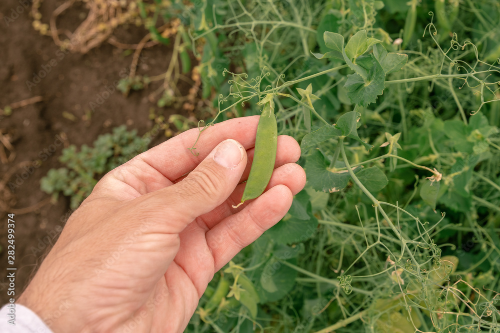 Farmer examining green pea pods in organic garden Farmer examining green pea pods in organic garden
