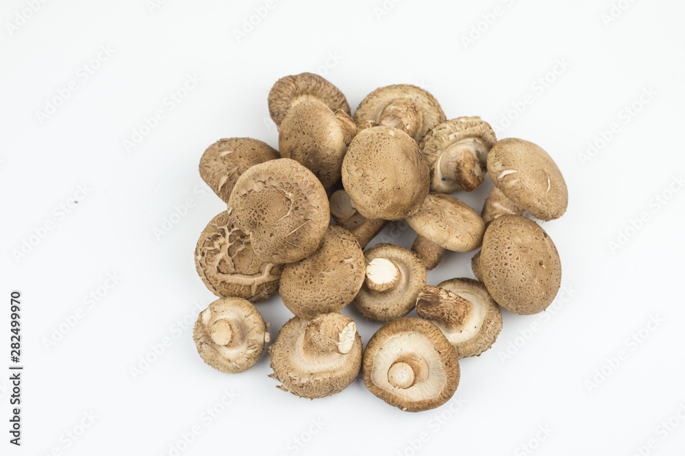 shiitake mushroom isolated on white background