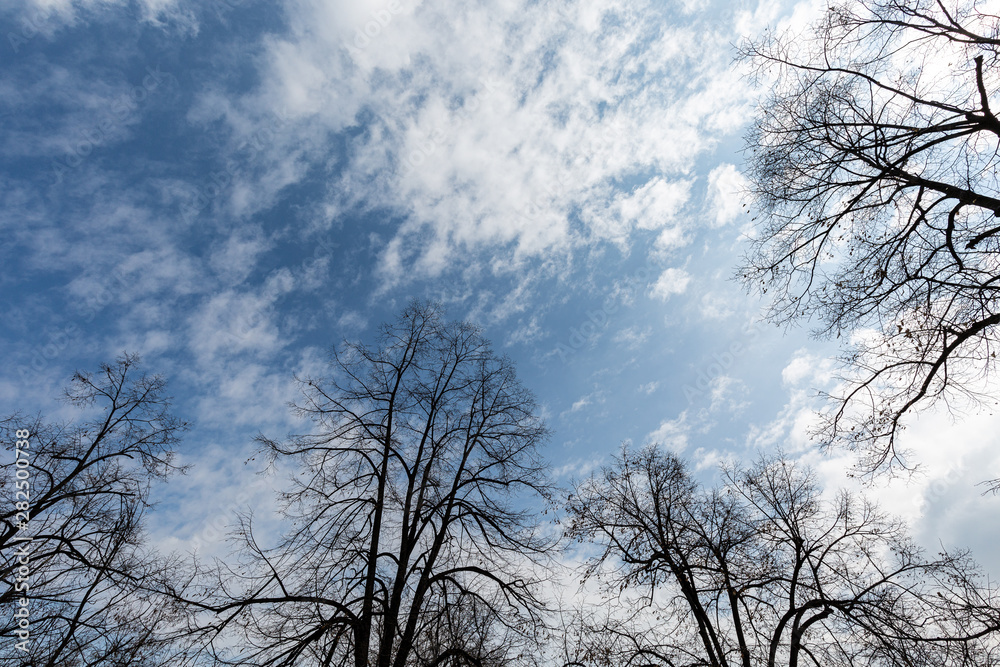 Sky branches and clouds Sky branches and clouds