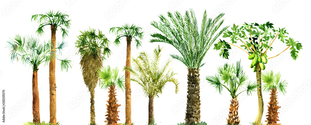 watercolor sketch of palm trees - obrazy, fototapety, plakaty 