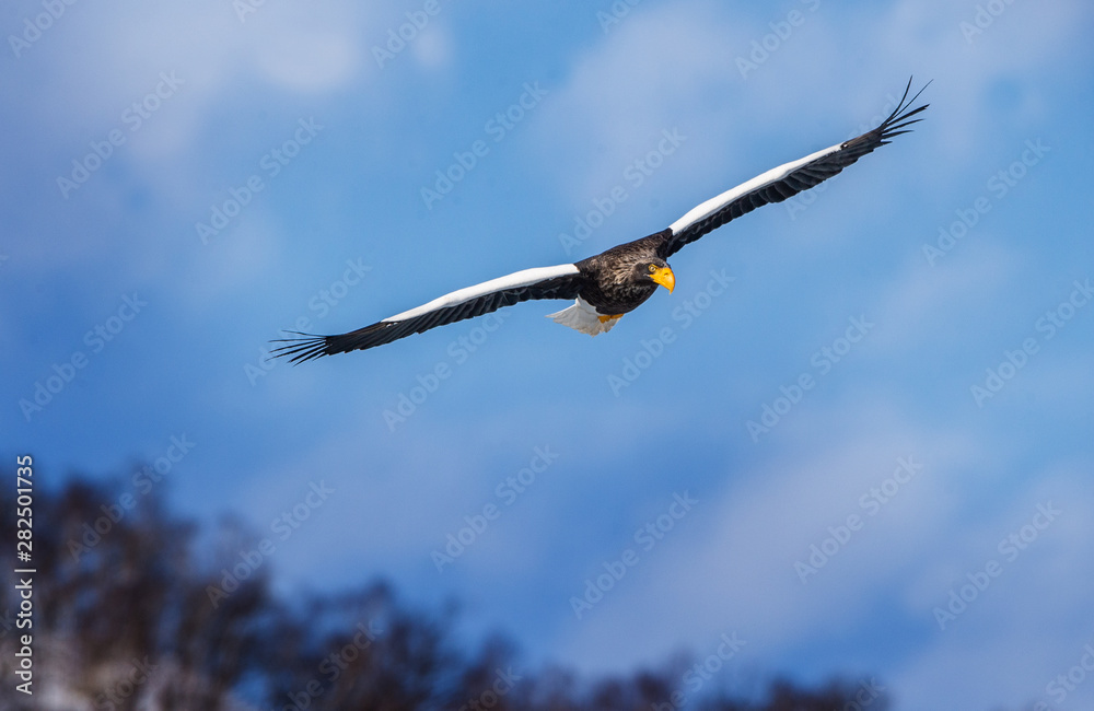 Adult Steller's sea eagle in flight. Front view. Scientific name: Haliaeetus pelagicus. Blue sky background. Adult Steller's sea eagle in flight. Front view. Scientific name: Haliaeetus pelagicus. Blue sky background.