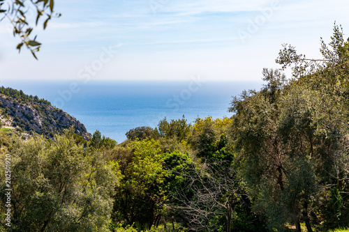 Wild trees in Provence at spring near the sea