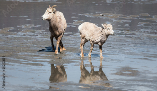 Bighorn sheep on the beach