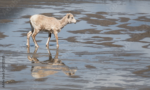 Bighorn sheep on the beach