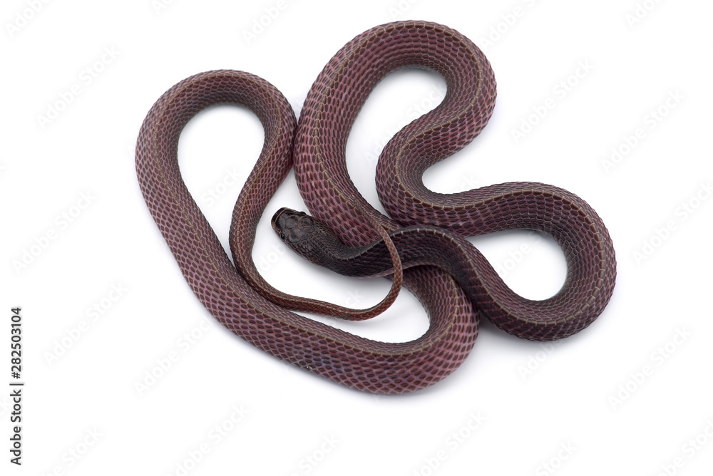The Cape file snake isolated on white background The Cape file snake isolated on white background