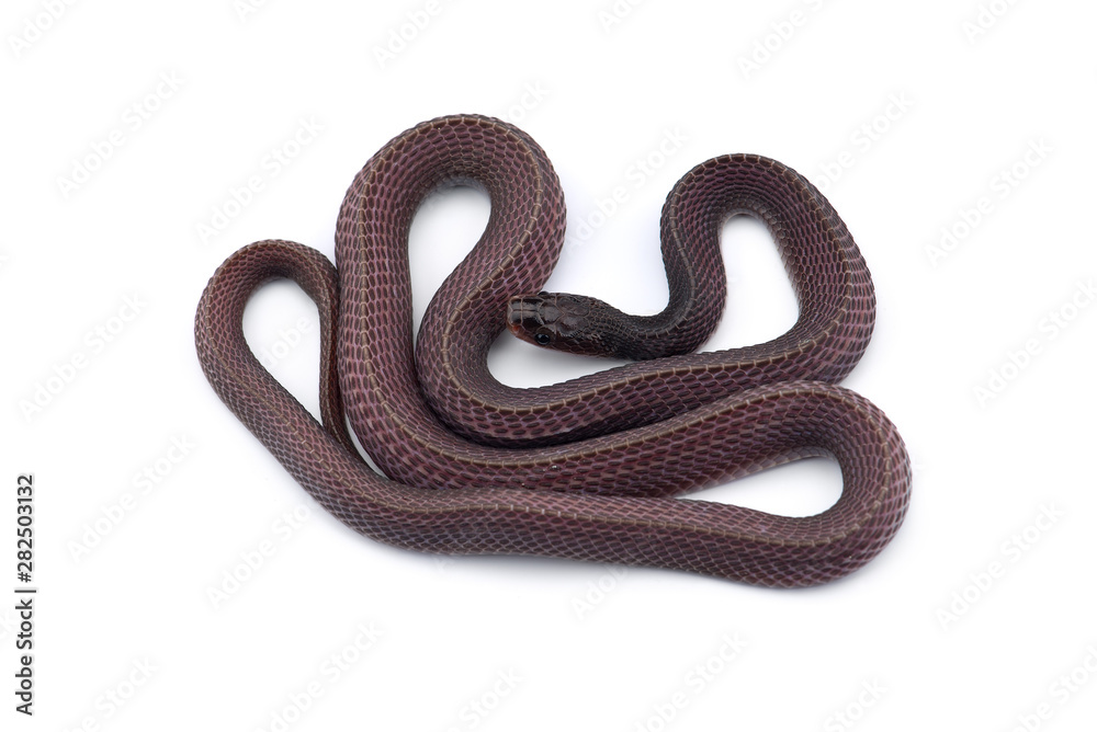 Fototapeta premium The Cape file snake isolated on white background