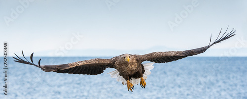 White-tailed sea eagle in flight, spreading wings. Front view.   Scientific name: Haliaeetus albicilla, also known as the ern, erne, gray eagle, Eurasian sea eagle and white-tailed sea-eagle. photo