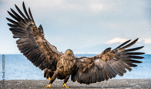 Fotografering White-tailed sea eagle spreading wings