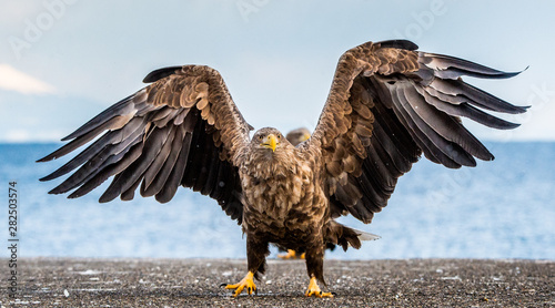 White-tailed sea eagle spreading wings.   Scientific name: Haliaeetus albicilla, also known as the ern, erne, gray eagle, Eurasian sea eagle and white-tailed sea-eagle. photo