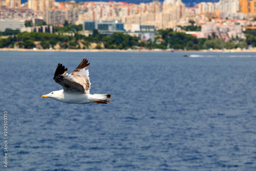 Seagull flying above the sea. Coast of Split, Croatia in the background. Selective focus. Seagull flying above the sea. Coast of Split, Croatia in the background. Selective focus.