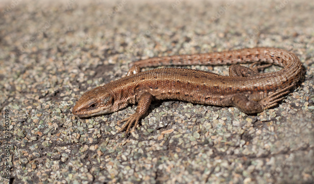 A beautiful brown lizard basks in the sun. Lies on a gray stone A beautiful brown lizard basks in the sun. Lies on a gray stone