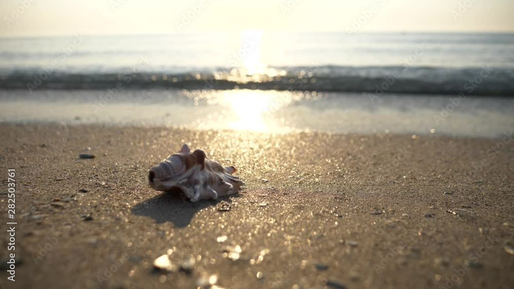 Sea Shell on the Beach at Sunrise Sea Shell on the Beach at Sunrise