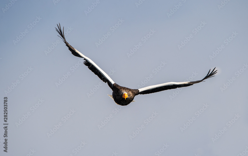 Adult Steller's sea eagle in flight. Front view. Scientific name: Haliaeetus pelagicus. Blue sky background. Adult Steller's sea eagle in flight. Front view. Scientific name: Haliaeetus pelagicus. Blue sky background.