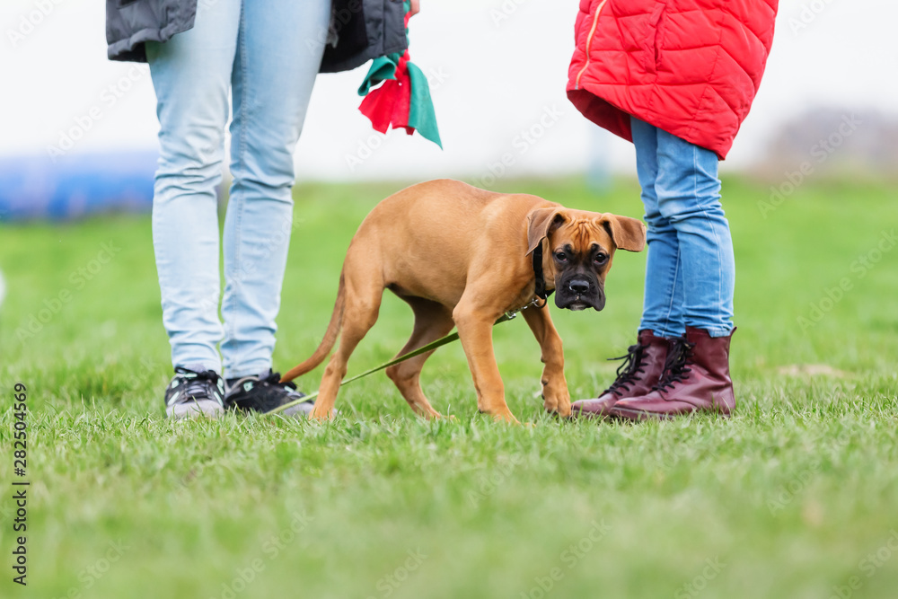 woman with a young boxer dog at the puppy school woman with a young boxer dog at the puppy school