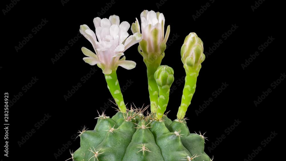 4K. Time-lapse Opening white Gymnocalycium flower buds ALPHA matte, 4096x2304 4K. Time-lapse Opening white Gymnocalycium flower buds ALPHA matte, 4096x2304